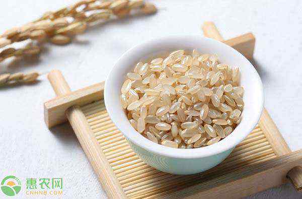 糙米是什么 糙米是什么？