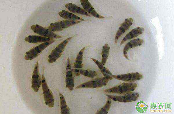 水虱 鱼苗吃什么？这7种饵料你知道吗？