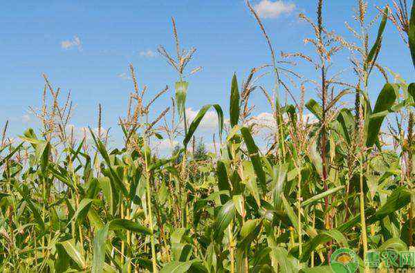 种玉米用什么肥料最好 现在种玉米，每亩施肥多少？用什么土壤？