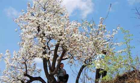 苍溪梨花节 2019苍溪梨花节3月18日开启