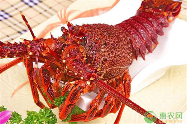 澳洲龙虾养殖 澳洲龙虾养殖方法有哪些？