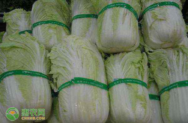 白菜价格 今日白菜价格多少钱一斤？