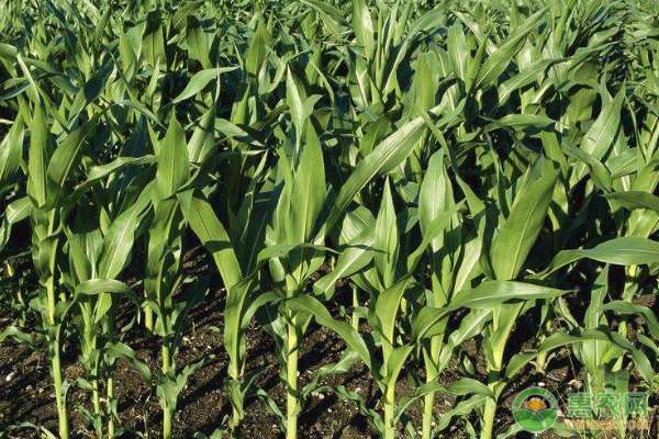 种玉米用什么肥料最好 现在种玉米，每亩施肥多少？用什么土壤？