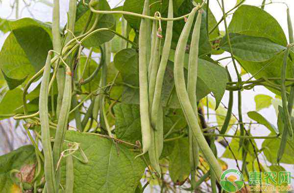 四季豆种植 四季豆种子怎么种植？