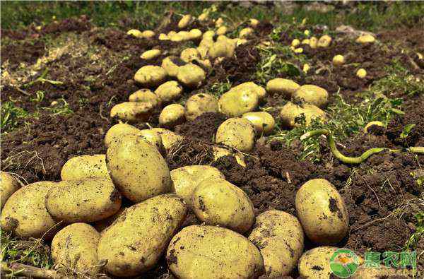 跌至 土豆价格跌至近三年低位，为何土豆价格下跌？