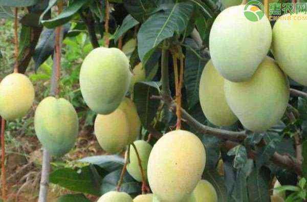 芒果什么季节成熟 芒果什么时候成熟？