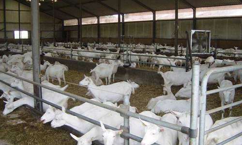 养羊业 中国养羊业的现状和发展趋势