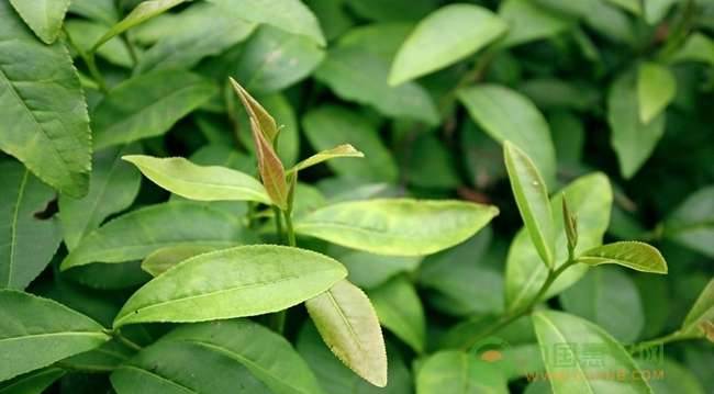 茶叶批发商 国内主要茶叶批发市场都在哪里？