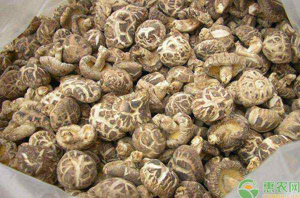香菇批发 现在香菇批发多少钱一斤？后期行情走势如何？