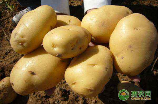 土豆种植技术 土豆种植技术与管理方法