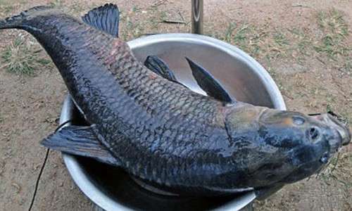 黑鲩 黑鲩是什么鱼，多少钱一斤？