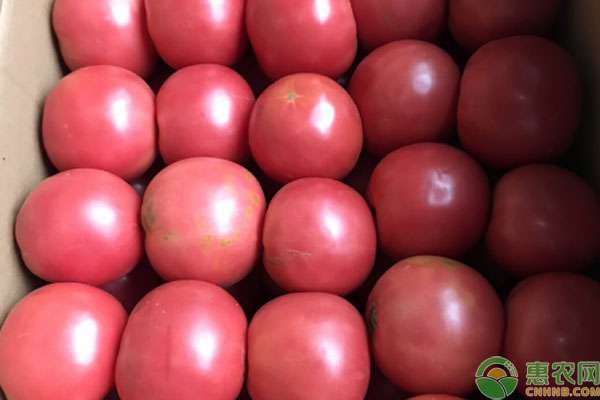 西红柿价格 现在西红柿多少钱一斤？2020年西红柿价格预测