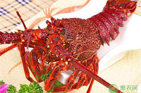 澳洲龙虾养殖 澳洲龙虾养殖方法有哪些？