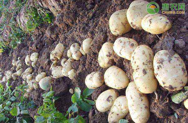 跌至 土豆价格跌至近三年低位，为何土豆价格下跌？