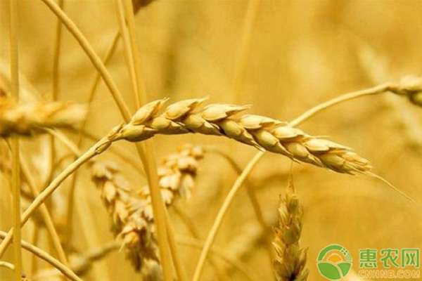 今年麦子的价格多少 今日最新小麦价格多少钱一斤？2020下半年小麦价格走势将如何？