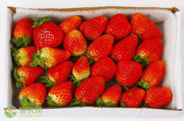 草莓怎么清洗 草莓怎么清洗才干净？