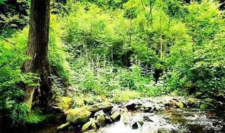 黑龙江凤凰山 2019黑龙江凤凰山6月17日免门票 附游玩攻略