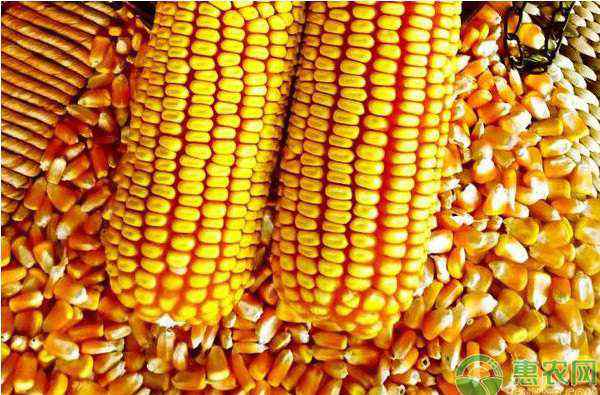玉米种子多少钱一斤 现在玉米种子多少钱一斤？影响玉米种子价格的因素有哪些？