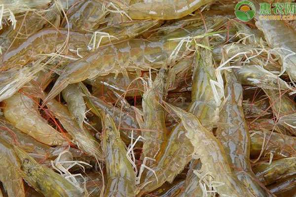 基围虾养殖方法 基围虾养殖方法有哪些？