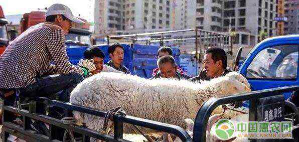 环县养羊 环县大力发展绒山羊养殖产业 农民养羊发“洋”财