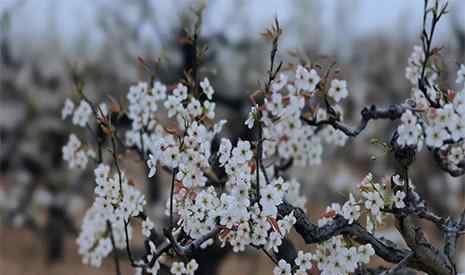 昌邑之窗 2019潍坊昌邑山阳梨花节4月6日开启