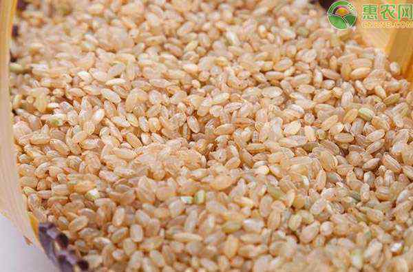 糙米是什么米 糙米是什么米？