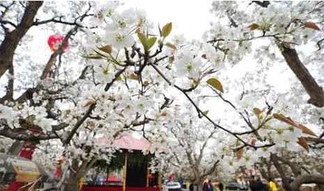 苍溪梨花节 2019苍溪梨花节3月18日开启