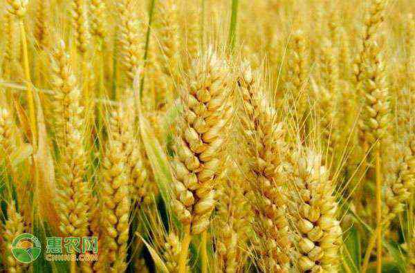 小麦的价格 今日小麦价格多少钱一斤？附小麦最新价格走势