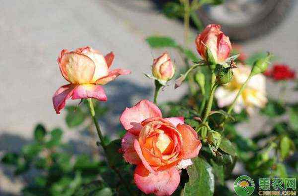 玫瑰和月季的区别 玫瑰和月季区别在哪里？