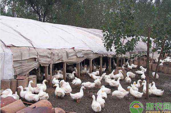 鸭饲料配方 肉鸭营养需要及其饲料配制方法有哪些？