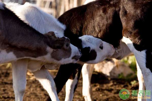 牛奶的密度是多少 奶牛养殖的合理密度是多少？