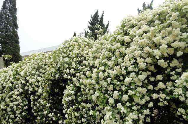 好又好 好看又好养活的：木香花，属于“懒人”花卉，赶紧在阳台种上一棵