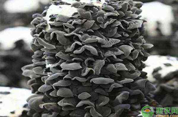 菌种怎么培育出来的 木耳菌种怎么培育？