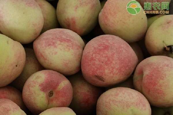 桃子几月份成熟 血桃几月份成熟上市？血桃为什么受欢迎？