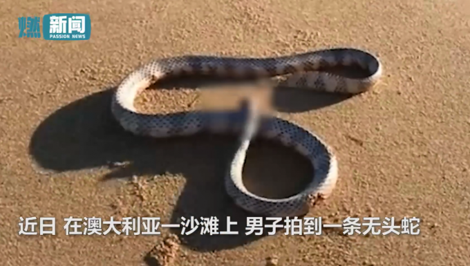 澳大利亚男子沙滩发现一无头蛇 身体仍能扭动 还想攻击拍摄者