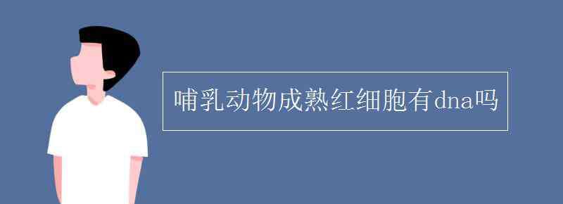 哺乳动物成熟红细胞有核糖体吗 哺乳动物成熟红细胞有dna吗