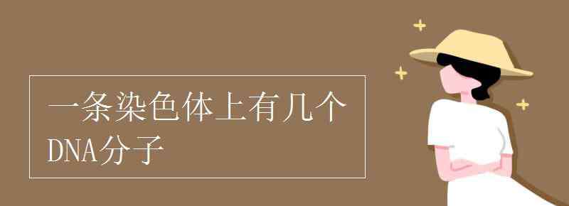 DNA分子 一条染色体上有几个DNA分子