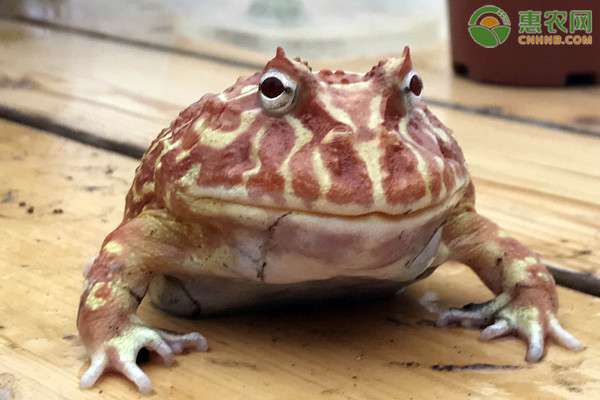 角蛙吃什么 角蛙吃什么？多久喂一次？