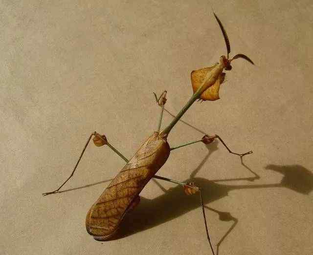 巨型螳螂1米想象图片