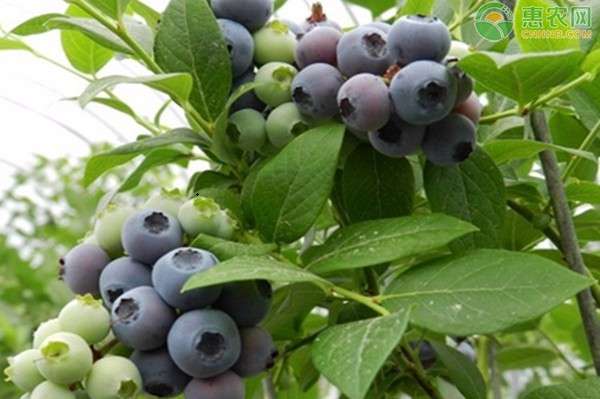 蓝浆果 蓝浆果的种植技术有哪些？