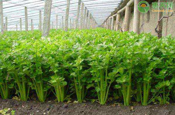 芹菜种植技术 露地芹菜的种植技术要点有哪些？