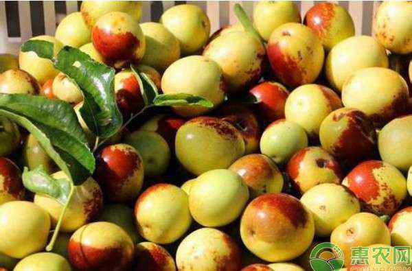 枣树种植 枣树种植有哪些常见问题？