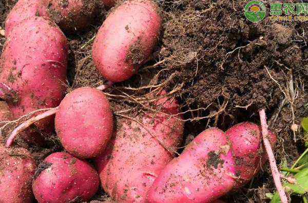 南方什么时候种土豆 土豆什么时候种？