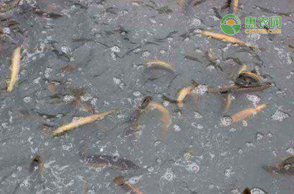 泥鳅养殖条件 养殖泥鳅需要什么条件？