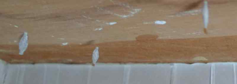 家里有白蚁的迹象图片 家里为什么会有白蚁