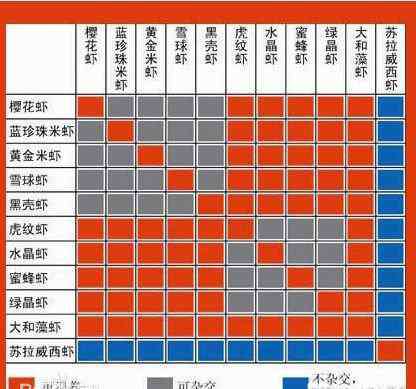 黑壳虾繁殖 黑壳虾的杂交图谱以及一些常见问题