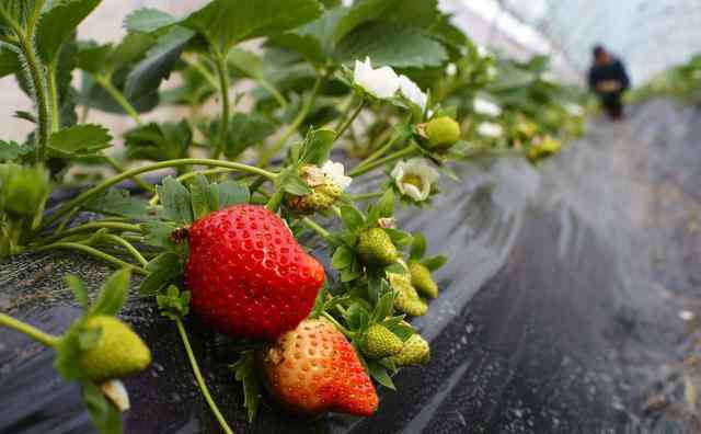 草莓怎么样种植和管理 很实用！草莓种植，春季如何管理才能更高产？值得分享！（干货）