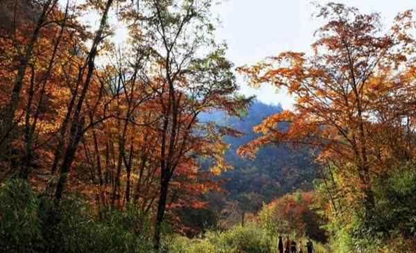 唐家河红叶 青川唐家河红叶节几月份 附2019年唐家河红叶节10月25日开幕信息