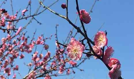 苏州梅花 2019苏州香雪海太湖梅花节1月23日开幕