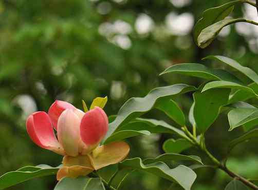 红花木莲 红花木莲怎么种植，红花木莲的种植方法